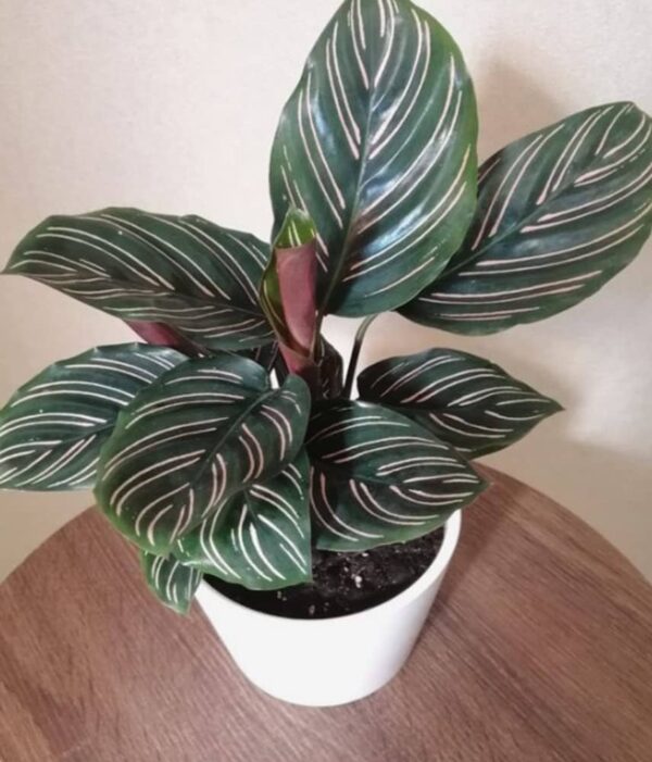 calathea ornata