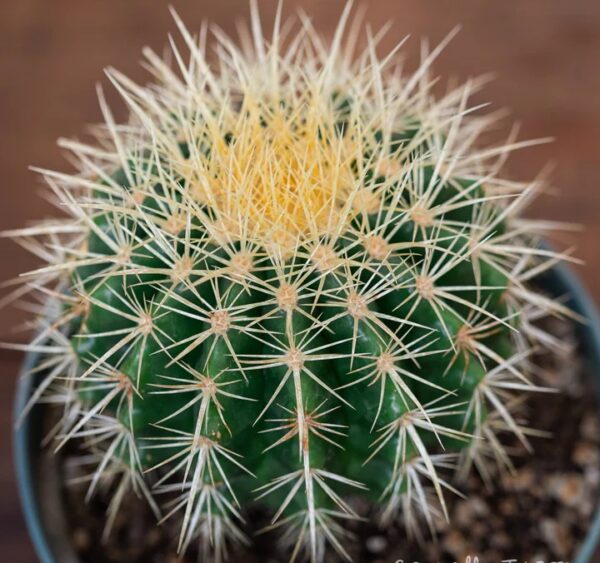 Golden Barrel Cactus