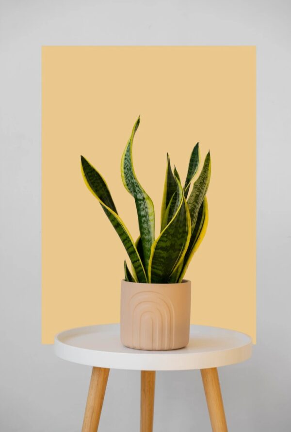 Snake plant(Long)