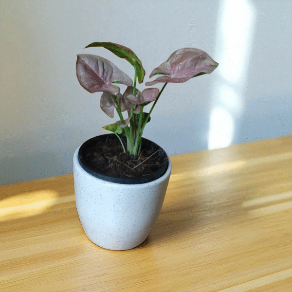 Synghonium Pink