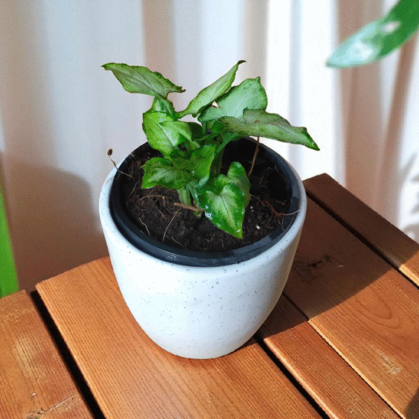 Synghonium Green(Variegated)