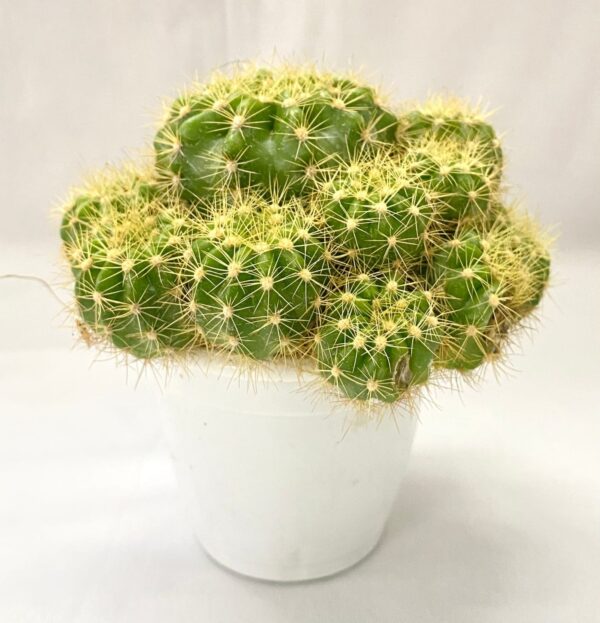Echinopsis Cactus