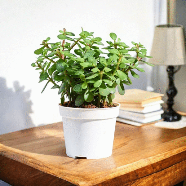 Lucky Jade Plant