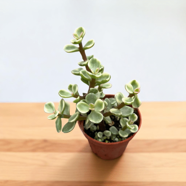 Lucky Jade plant(variegated)