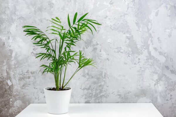 Areca Palm
